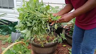 Harvesting Mint Lemon Balm Peppermint Basil Pineapple Sage Pruning [upl. by Renell419]