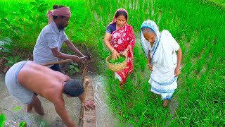 বর্ষায় মাঠের কৈ মাছ ধরে রান্না সঙ্গে শুশুনি শাক তুলে ভাজা  Koi fish amp bengali famous Susuni Shak [upl. by Clough718]