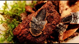 Platerodrilus sp  TRILOBITE BEETLE  TRILOBITKÄFER [upl. by Oilla]