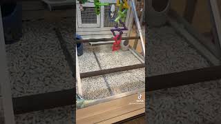 petsmart budgies [upl. by Elag]