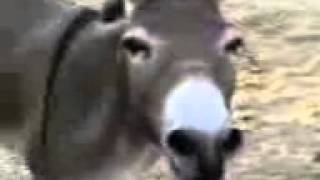 A donkey speaking Tswana [upl. by Yeclehc]