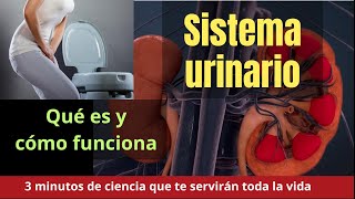 EL SISTEMA URINARIO EN 3 MINUTOS [upl. by Fronia]