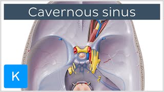 Cavernous Sinus  Location Drainage amp Function  Human Anatomy  Kenhub [upl. by Leyameg]