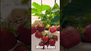 How to Grow Strawberries on Your Balcony  AMAZING RESULTS [upl. by Rumery]