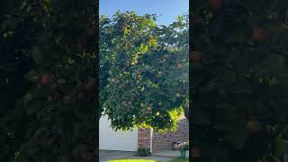 Persimmon tree in Texas zone 8b October 3 2024 gardening fruittrees persimmon [upl. by Gerome]