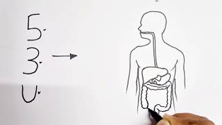 53U turns into Human Digestive system diagram drawing class 10 [upl. by Runck]