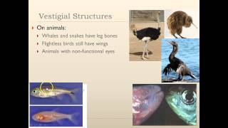 Target B22 Vestigial Homologous amp Analogous Structures [upl. by Cenac]