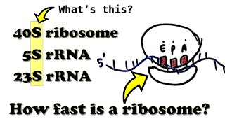 Translation  Introduction  What is the quotSquot in the 70S80S ribosome How fast is a ribosome [upl. by Atikir91]