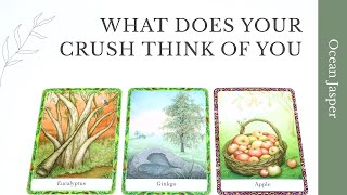 WHAT DOES YOUR CRUSH THINK OF YOU 🤎 Pick A Card Timeless Tarot Reading 🌿 [upl. by Squier530]