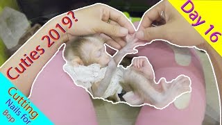 Monkey Baby Cutest you have ever seen 2019  Day 16 Cutting nails for Bop [upl. by Raina]