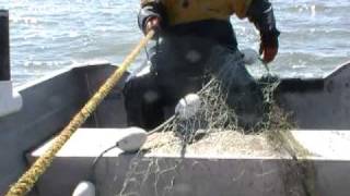 Bristol Bay Commercial Fishing 2010 [upl. by Drapehs691]