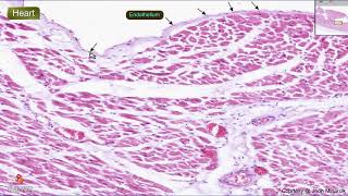 Histology of the Heart wall  Shotgun Histology [upl. by Biggs]