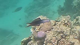 Blackfin dartfish Ptereleotris evides Scissortail gobym Torpedo Goby [upl. by Akira]