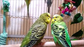 200 Min Budgies Chirping Parakeets Sounds Reduce Stress  Relax to Nature Bird Sounds [upl. by Elihu]