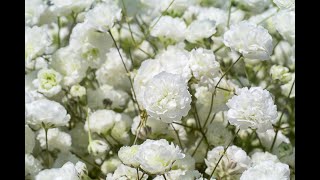 Gypsophila  Process of Planting Growing and Harvesting [upl. by Tobi]