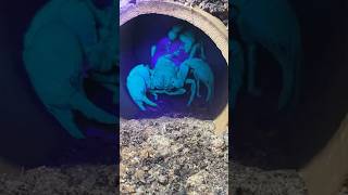 Our asian forest scorpion had babies  How parthenogenesis  miracle in nature viralvideo [upl. by Whallon434]