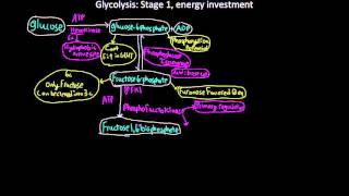 Glycolysis stage 1 energy investment and stage 2 clevage [upl. by Ahsuatan]