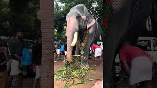 ഉക്കൻസ് കുഞ്ചു ❤️  ukkens Kunju  Kerala Elephant  shorts 2024 reels [upl. by Elvera168]