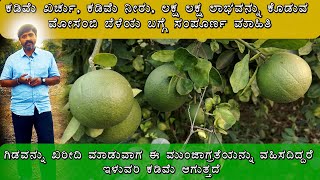 MOSAMBI BELE  ಮೋಸಂಬಿ ಬೆಳೆಯ ಬಗ್ಗೆ ಸಂಪೂರ್ಣ ಮಾಹಿತಿ  MOSAMBI CULTIVATION [upl. by Castera]