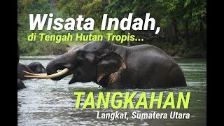 Tangkahan Wisata Menawan di Tengah Hutan Tropis [upl. by Ayatahs]