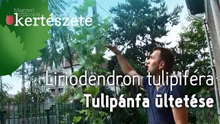 Tulipánfa ültetése  Liriodendron tulipifera  Megyeri Szabolcs Kertészet Nyúl [upl. by Rance]