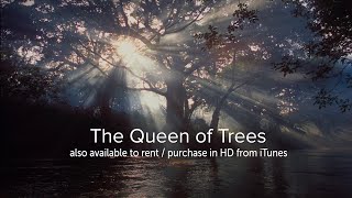 The Queen of Trees  OFFICIAL [upl. by Athey]