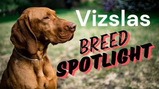 All About Vizslas  Dog Breed Spotlight [upl. by Dib]