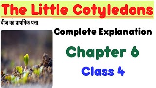 The Little Cotyledons ।। chapter 6 ।। Class 4 ।। complete explanation [upl. by Hayes]