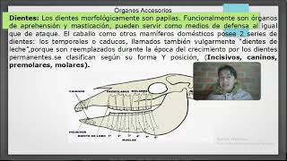 Tarea 2 anatomia y fisiologia de monogastricos [upl. by Rapsac208]