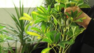 How to Prune Variegated Schefflera Arboricola  Gardening amp Plant Care [upl. by Chem]