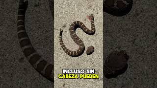 ¡Serpiente en Movimiento sin CABEZA shorts [upl. by Matias]