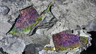 Alberta Ammonites with incredible Ammolite patterns [upl. by Roleat]