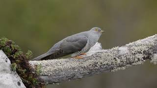 Le chant du Coucou gris [upl. by Feltie902]