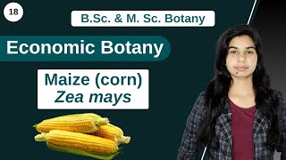 Economic Botany  Maize corn  Zea mays  B Sc amp M Sc [upl. by Ayocal]