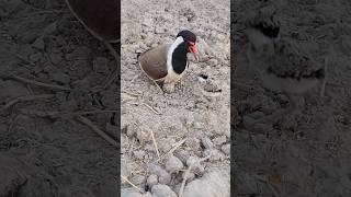 tatiri calling chick  red wattled lapwing [upl. by Lars]