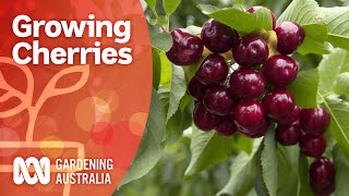 Growing cherry trees bursting with fruit  Growing fruit and veg  Gardening Australia [upl. by Aivlis]