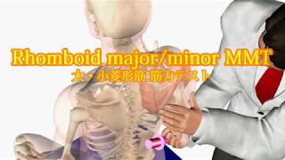 rhomboid minor and major muscle testing 大・小菱形筋 筋力テスト [upl. by Esdras]