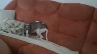 Whippet zoomies 2 [upl. by Alleber]