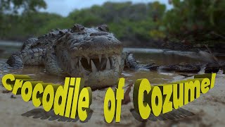 Crocodile lunch in Cozumel Liquid Motion® Underwater Film Productions [upl. by Haile224]