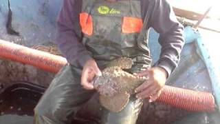 Synanceia verrucosa Stonefish [upl. by O'Conner957]