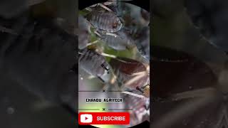 Aphids effect in agriculture crops pestcontrol pestmanagement agriculture farming youtubeshorts [upl. by Rosy476]