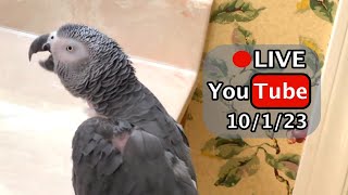 🔴🐦Einstein Parrot LIVE 1012023 [upl. by Lucas921]