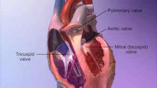 The Heart Valves with Heart amp Circulatory Premium 2 [upl. by Narok]