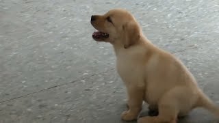 Taiwan Police Train Puppies To Become Sniffer Dogs [upl. by Siugram870]