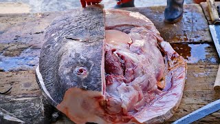 1년에 한번 잡히는 개복치 해체 과정  Giant Sunfish Cutting Skill  Korean street food [upl. by Ytima]