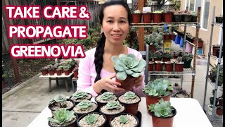 293 TAKE CARE amp PROPAGATION RARE GREENOVIA SUCCULENTS  KOREAN SUCCULENTS [upl. by Gilletta735]