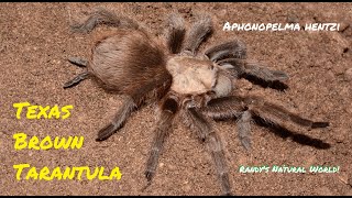 Texas Brown Tarantula Aphonopelma hentzi [upl. by Rehtnug]