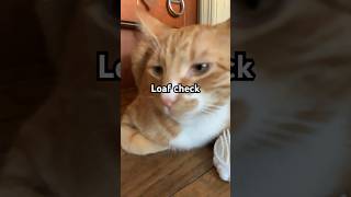 Loaf cat loafcheck fluffy catlover pets floof cute fluff cutecat loaf [upl. by Marji]