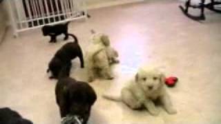 F1B chocolate and cream labradoodle puppies for sale [upl. by Gene]