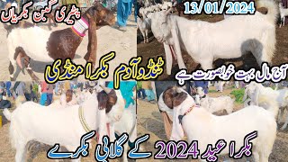 Tando Adam Bakra mandi  Latest update today  gulabi Goat  Bakra Eid 2024  date 13012024 [upl. by Anizor]